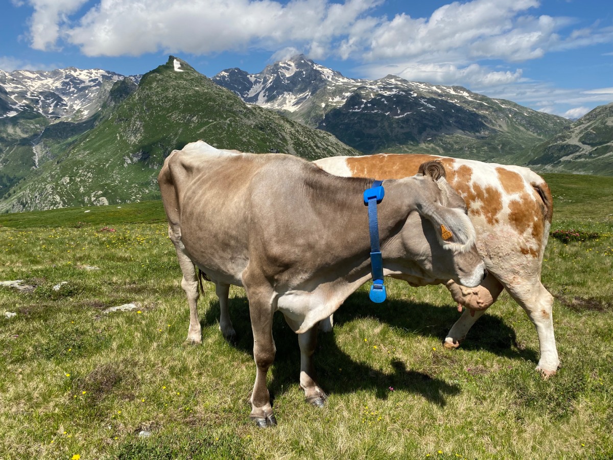 Le vacche al pascolo sono dotate di ricevitore Gps e attivometro